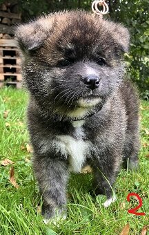 Akita Inu s PP - 5