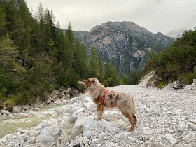 KRYTÍ CHOVNÝM PSEM - AUSTRALSKÝ OVČÁK S PP - 5