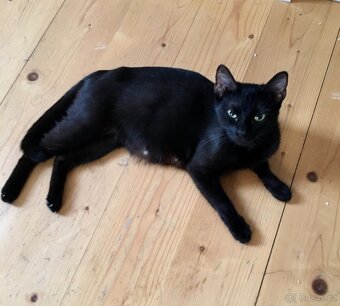 Vyhozená maminka s koťátky - 5