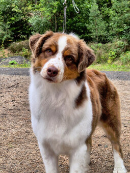 australský ovčák s pp - 5