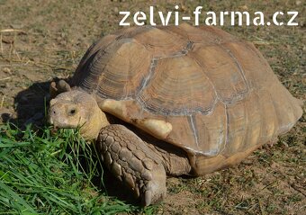 SUCHOZEMSKÉ ŽELVY OSTRUHATÉ – vlastní odchov - 5