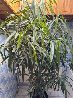 Ficus maclellandii "Alii" 210cm strom - 5
