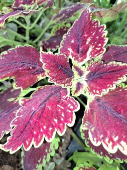 Sazenice okrasných kopřiv,coleus - 5