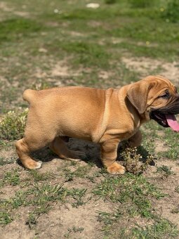 Boerboel - štěňátka - 5