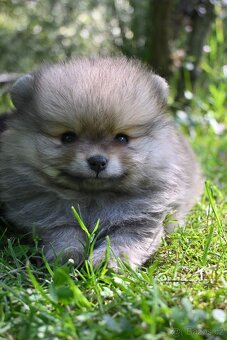 POMERANIAN - 5