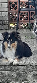 Prodám štěňata Tricolorni sheltie bez PP. - 5