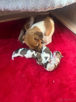 Dánsko švédský farmářský S PP narozené 8.11.2025 - 5