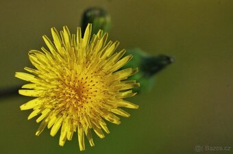 Canon EF: Voigtlander Macro AF 100 mm f/3.5 - 5