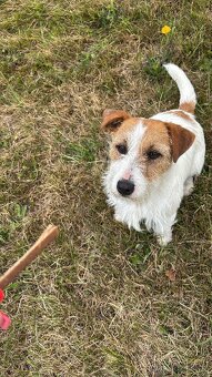 Jack Russel dlouhosrstý - krytí - 5