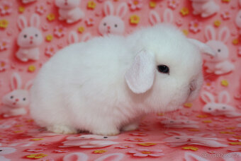 MiniLop beránek modrooký sameček - 5