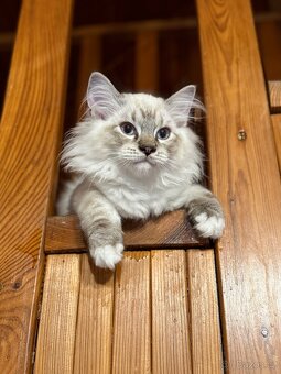 Ragdoll - 5
