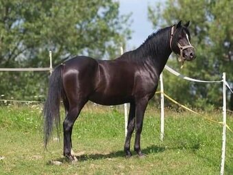 kobylka Welsh pony B - 5