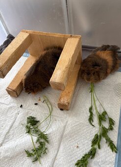 Prodám 2 morčata – samičky (2 roky, rozetové) - 5