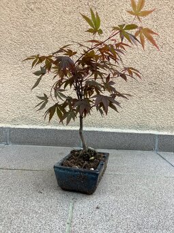 Bonsai, Bonsaj, japonský javor, skalky - 5