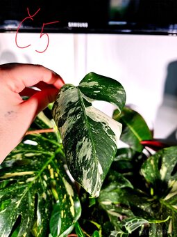 Monstera Albo - řízky od 200,- - 5