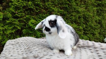 Zakrslý beránek, králíček, králík - NAOMI - 5