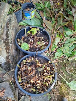 Canny- canna- kany - 5