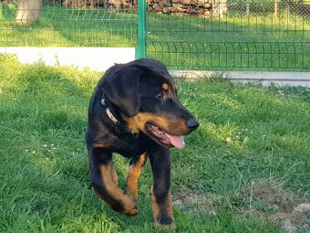 Beauceron štěně, Francouzky ovčák, štěňátka s PP - 5