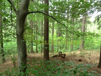 Lesní pozemky k.ú. Velíková, okr. Zlín, CP 179 312 m2 - 5