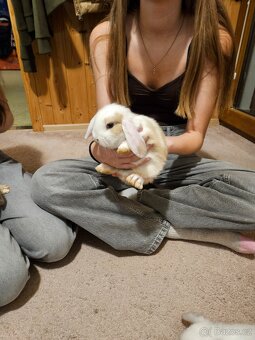 Zakrslý králík - 5