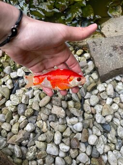 Karas do jezírka - 5