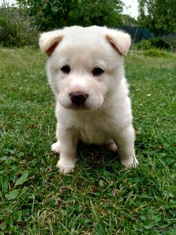 Štěňata Shiba Inu s krémovým zbarvením - 5