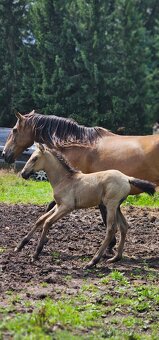 Extra Lusitano kobyla - 5