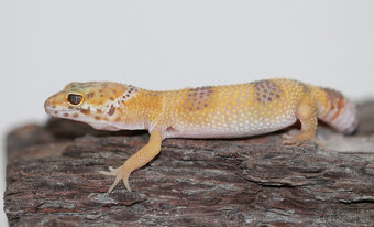 Gekončík noční - letošní mláďata - 5