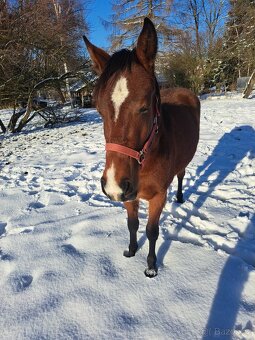 APH 2letý valach - 5