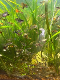 Akvarijni rybičky - 5