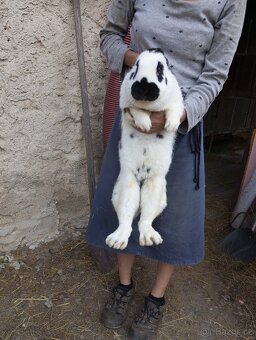 Samice i samci obrů NOS a BU, Činčily veliké - 5