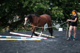 Welsh pony of cob type - Fréďa - 5