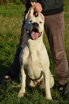 Argentinska doga - šteniatko fenka s PP - 5