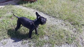 Knírač černý malý - 5