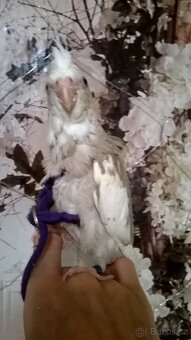 KORELA RUCNE DOKRMENA mlade  UCENA NA KSIRKY - 5