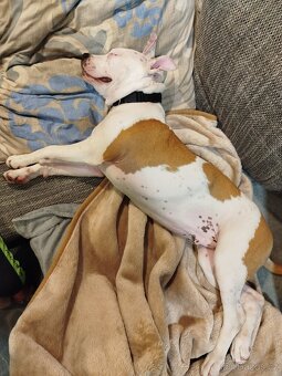 Americký Stafordšírský teriér - 5