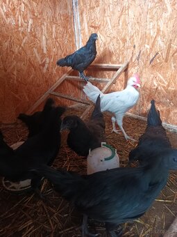 Ayam cemani - 5
