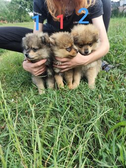 Štěňátka špic pomeranian - 5
