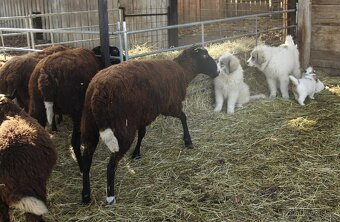 Pyrenejský horský pes s PP FCI / pastevecký pes - 5