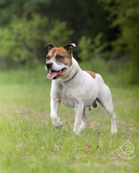 Kříženec staforda - 5