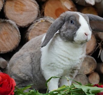 Krasna miminka rex beranků ( plyšová srst) - 5