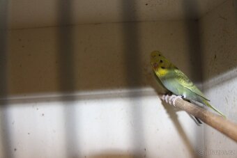 Letošní odchovy australských papoušků - 5