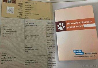 Britská čokoládová kočka s PP - 5