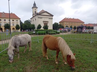 Minihorse klisna - 5