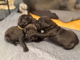 Štěňata CaneCorso k odběru 14.7.2025 - 5