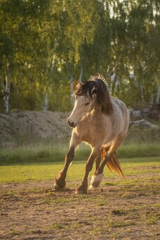 Welsh Cob klisna - 6 let - 5