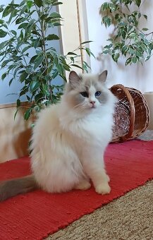 Ragdoll koťátka - 5