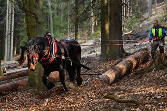 Plemenný hřebec ČMB 2809 Bady - 5