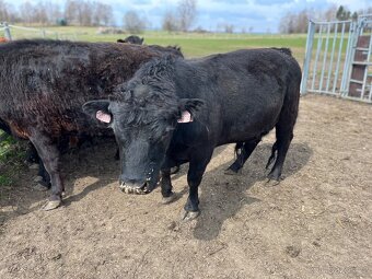 Dexter homozygot plemenný býk - 5