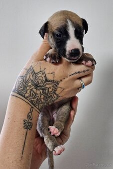 Whippet s PP - 5